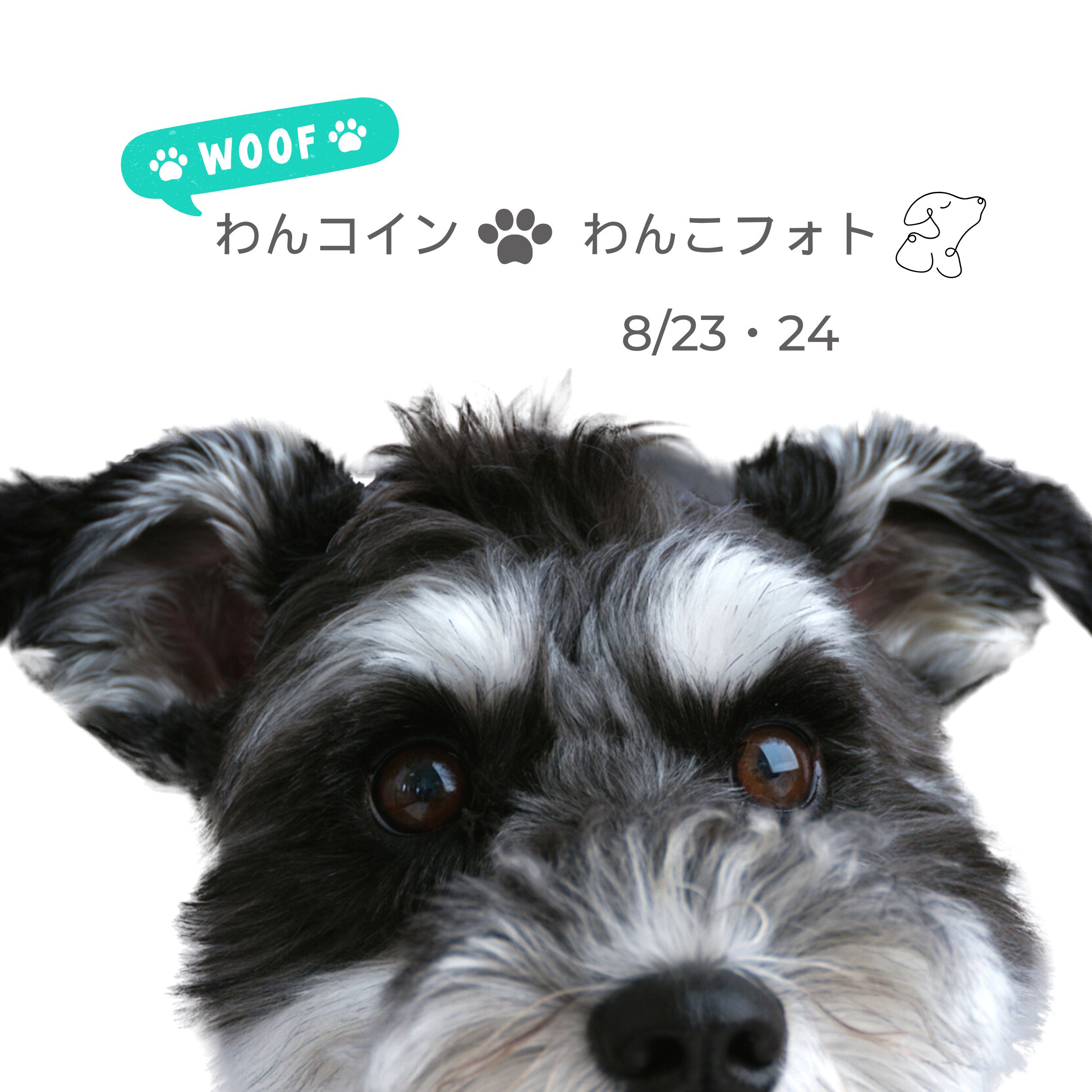 わんコインわんこフォト｜500円で1カットデータ付きドッグフォト