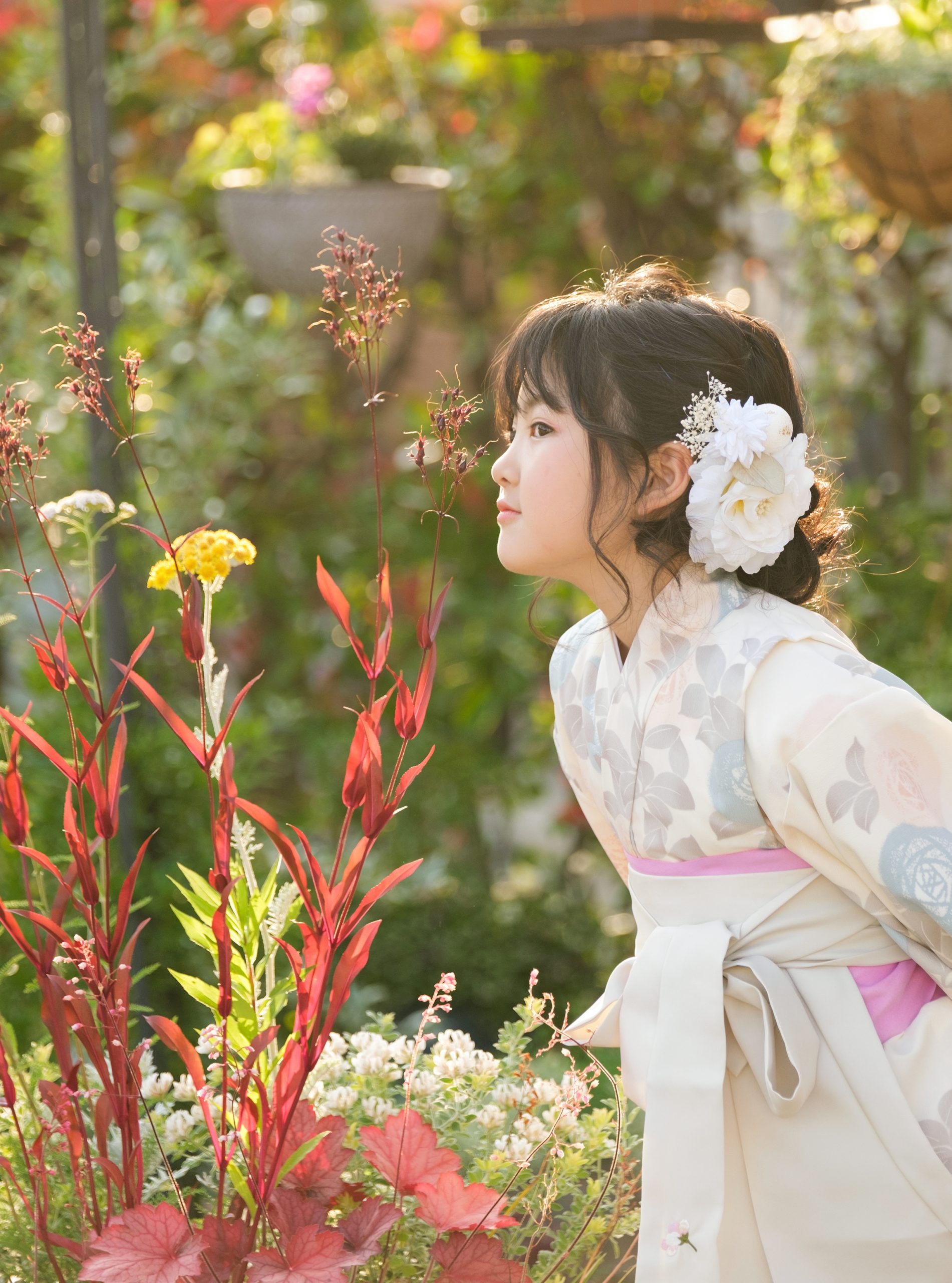 夕方の光の中で花を見つめる七五三